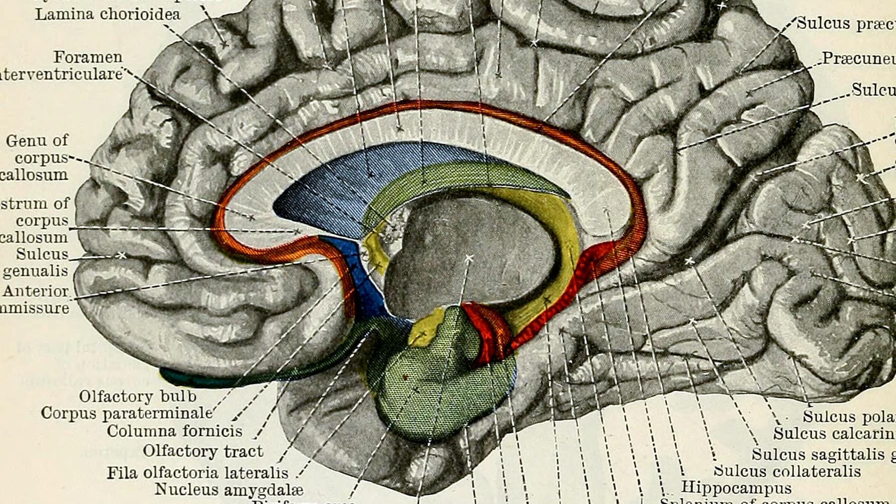 Gyrus cinguli анатомия