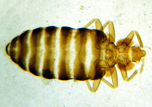 bedbug500.jpg