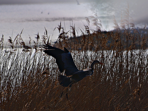 https://guernicamag.com/wp-content/uploads/2013/09/guernica-heron.jpg