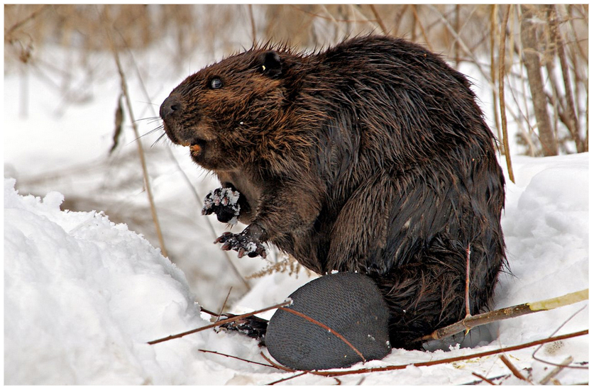 https://guernicamag.com/wp-content/uploads/2014/07/beaver-nature-bug.jpg