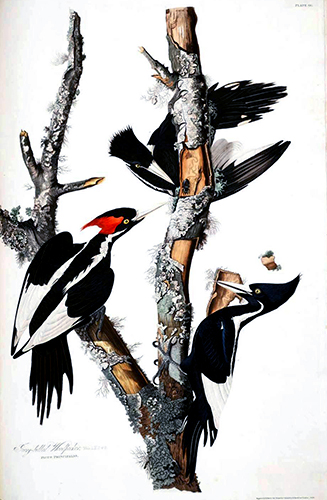 https://guernicamag.com/wp-content/uploads/2015/09/Animal-Bird-Ivory-billed-Woodpecker.jpg