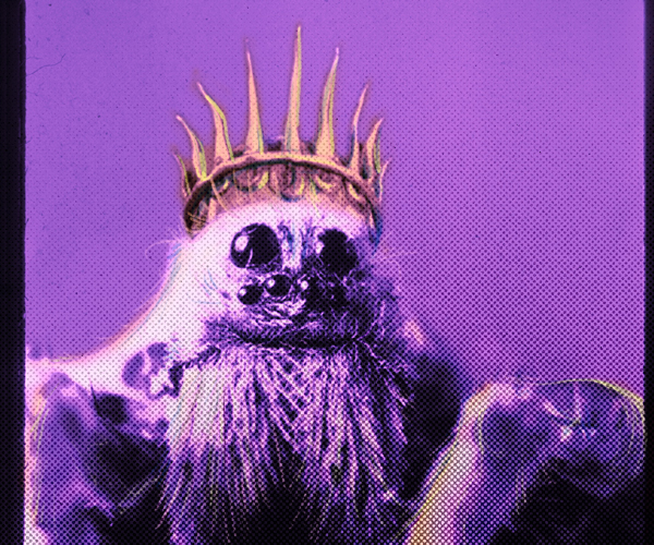 https://guernicamag.com/wp-content/uploads/2016/01/spiderking-final_Top.jpg