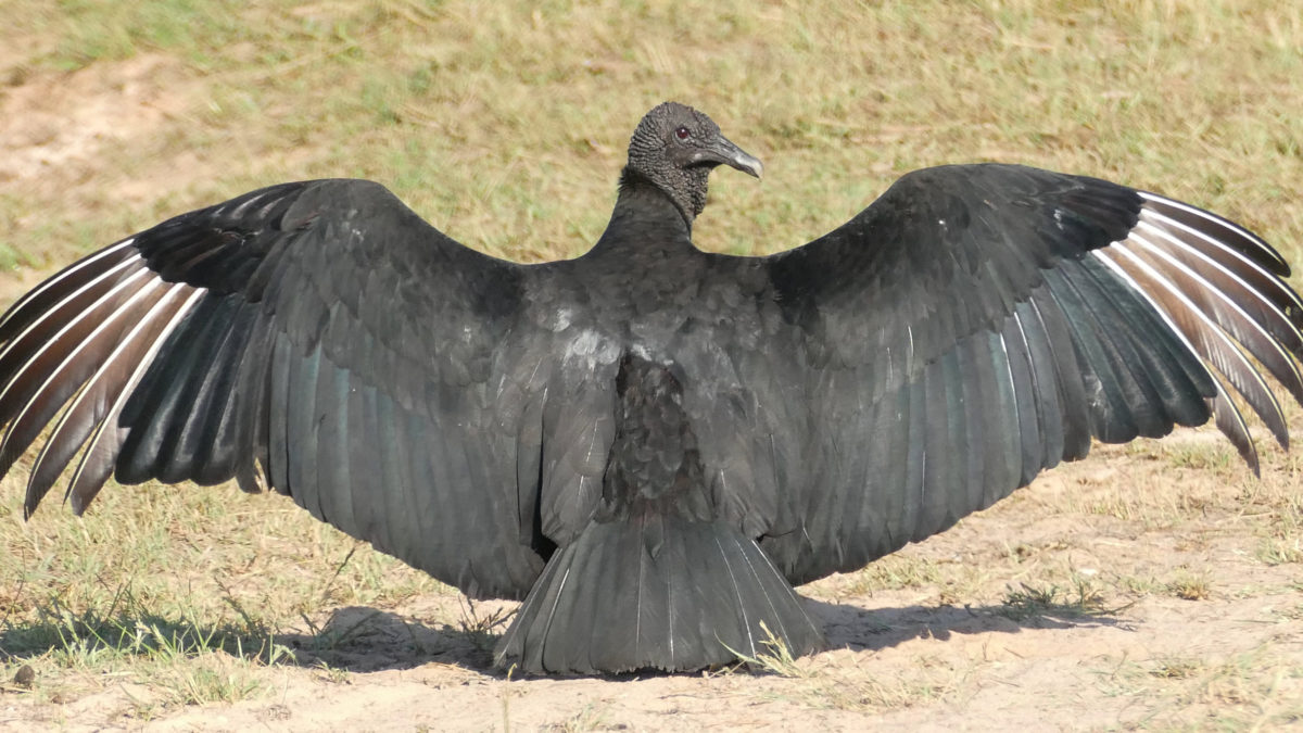 Why are Vultures so important to Humans and the Environment?