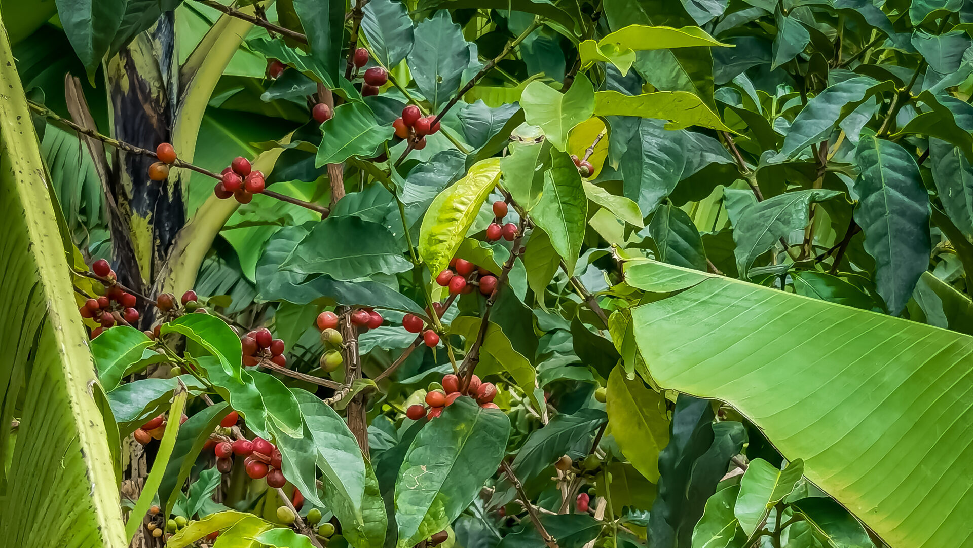 Close up of coffee cherries in Burundi.