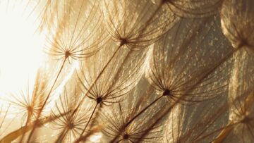 Dandelions with sun in background