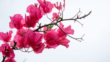 Pink bougainvillea