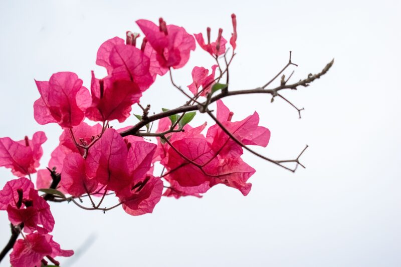 Pink bougainvillea