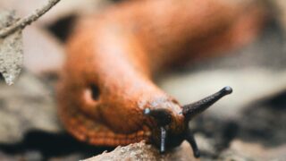 closeup of a slug