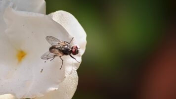 A fly sits on edge of a white flower's petal against a blurry green background.